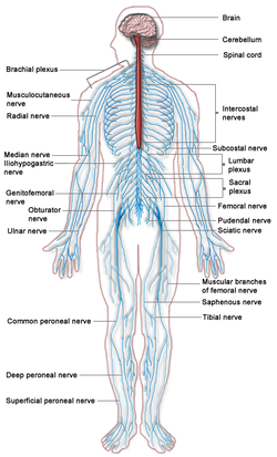 Diagram showing the entire, integrated nervous system