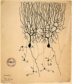 Antique Drawing of Neuron showing numerous dendrites