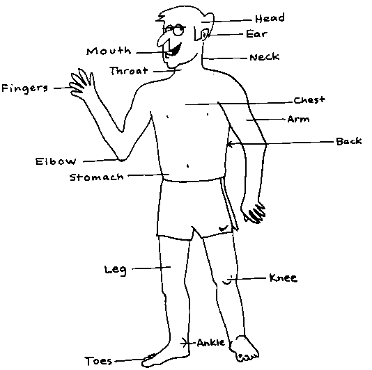 illustration of body parts